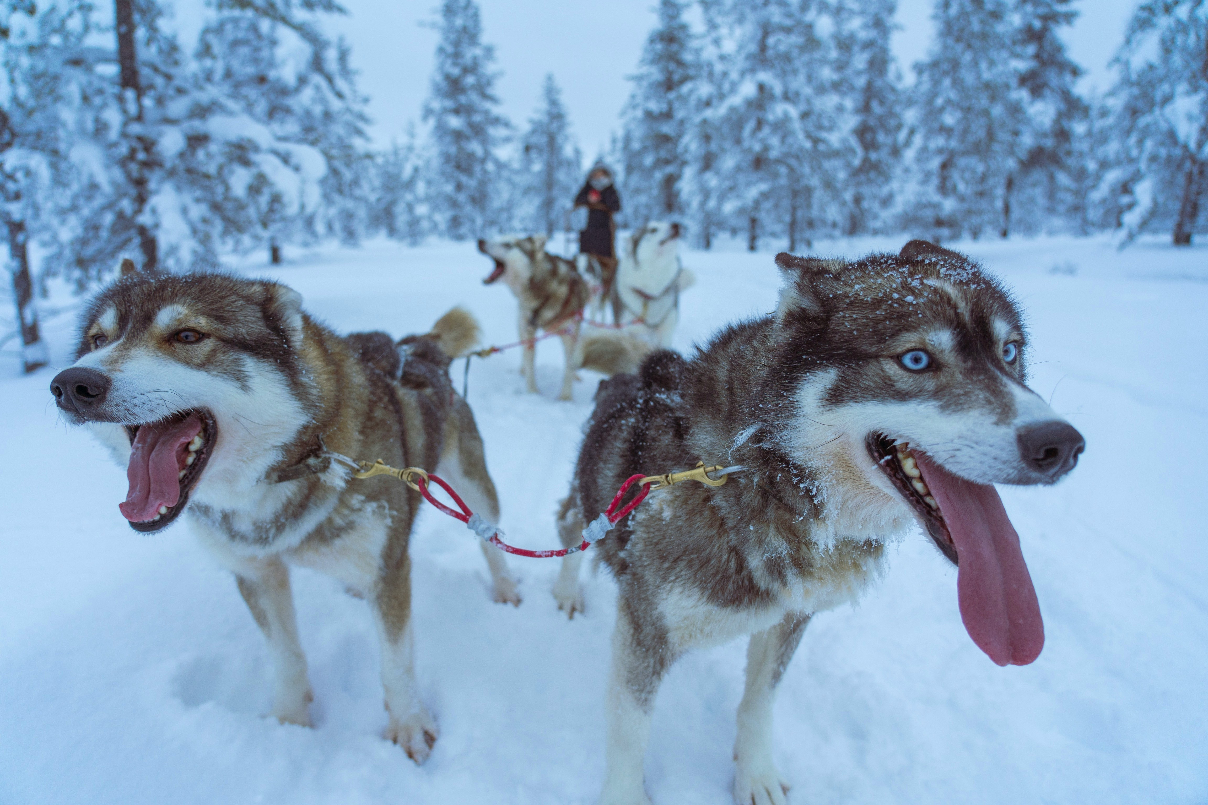 Image representant une activité de chien de traineau